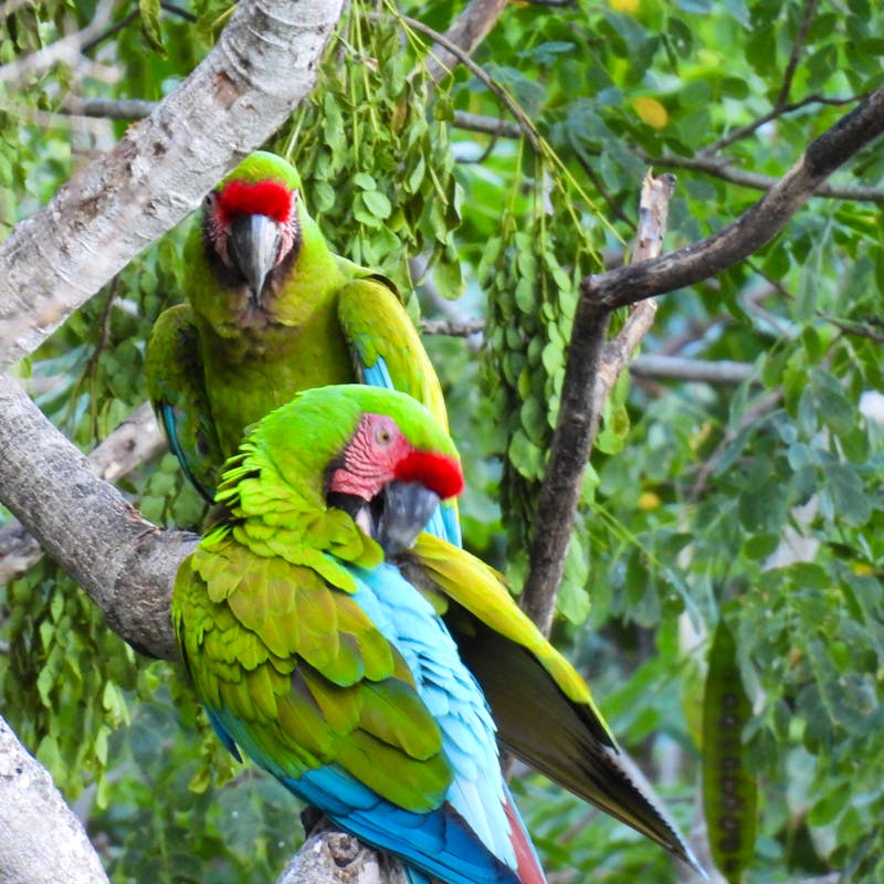 Military macaw pair
