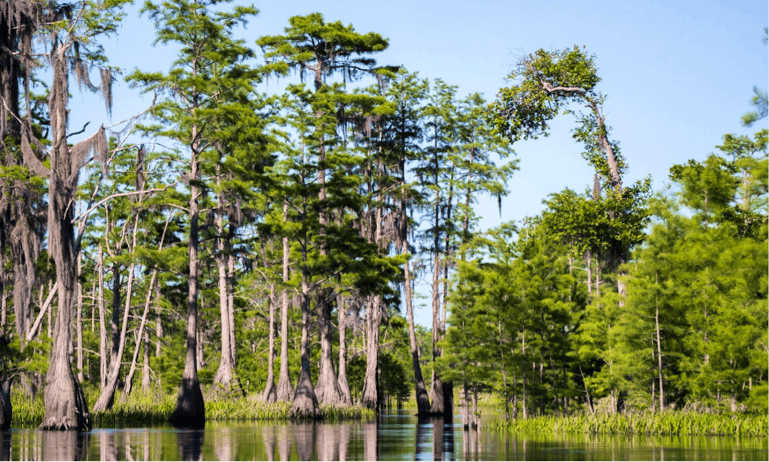 Okefenokee swamp