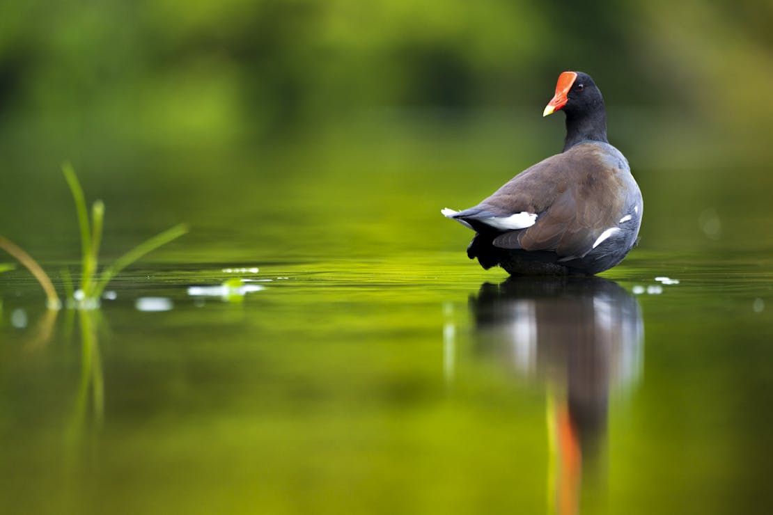 Gallinule