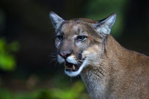 Florida Panther