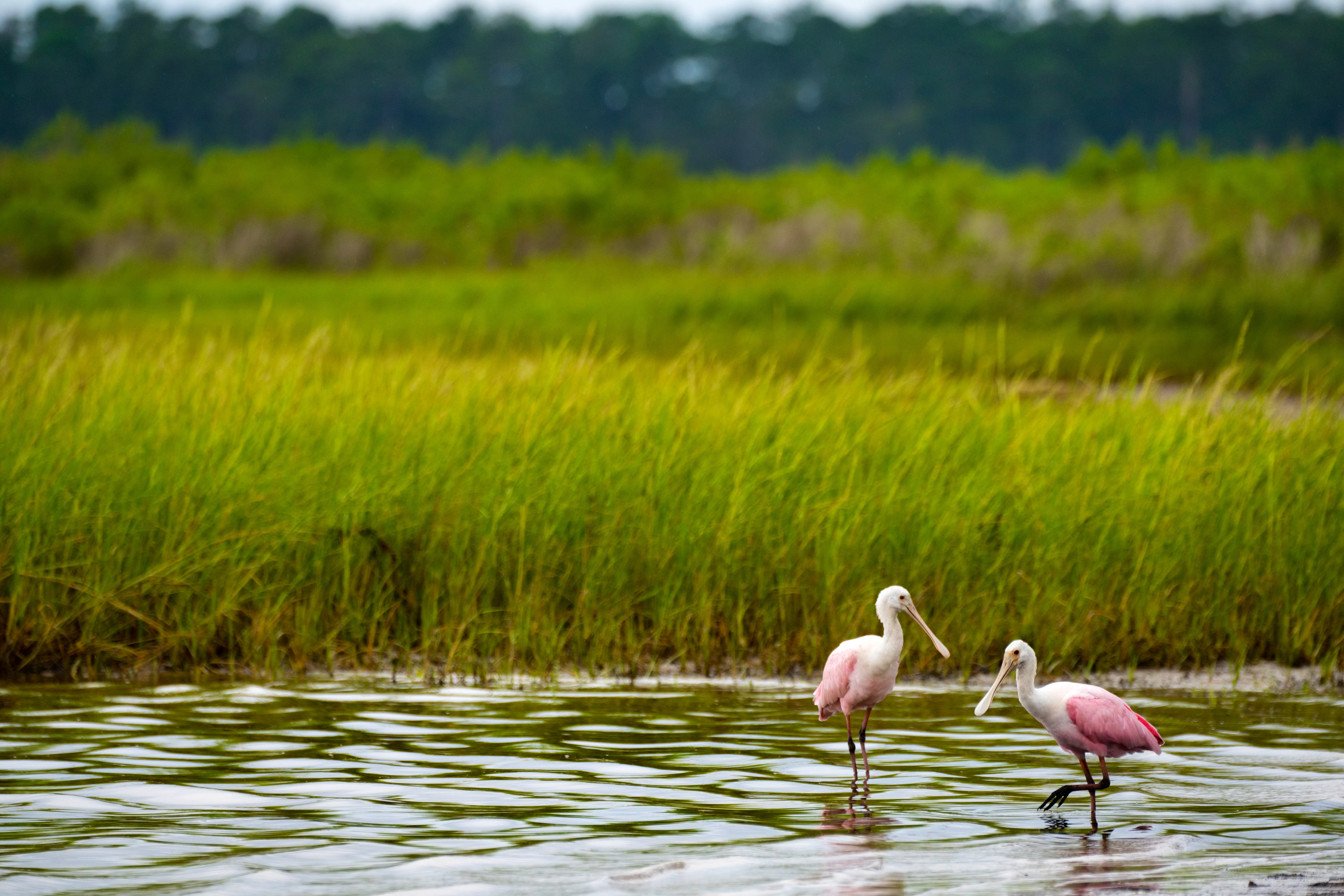 Spoonbills