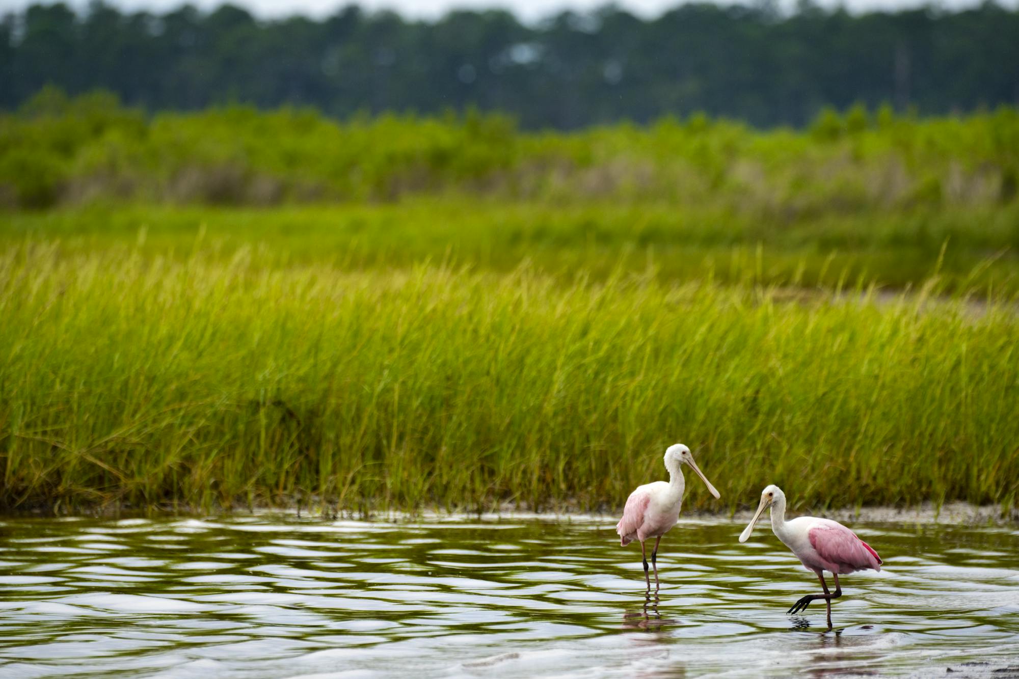 Spoonbills