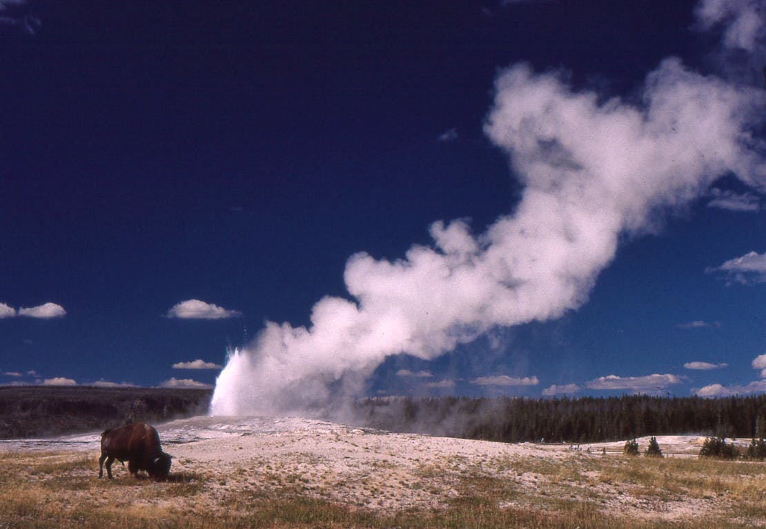 Bison at Old Faithful - Yellowstone National Park - Wyoming