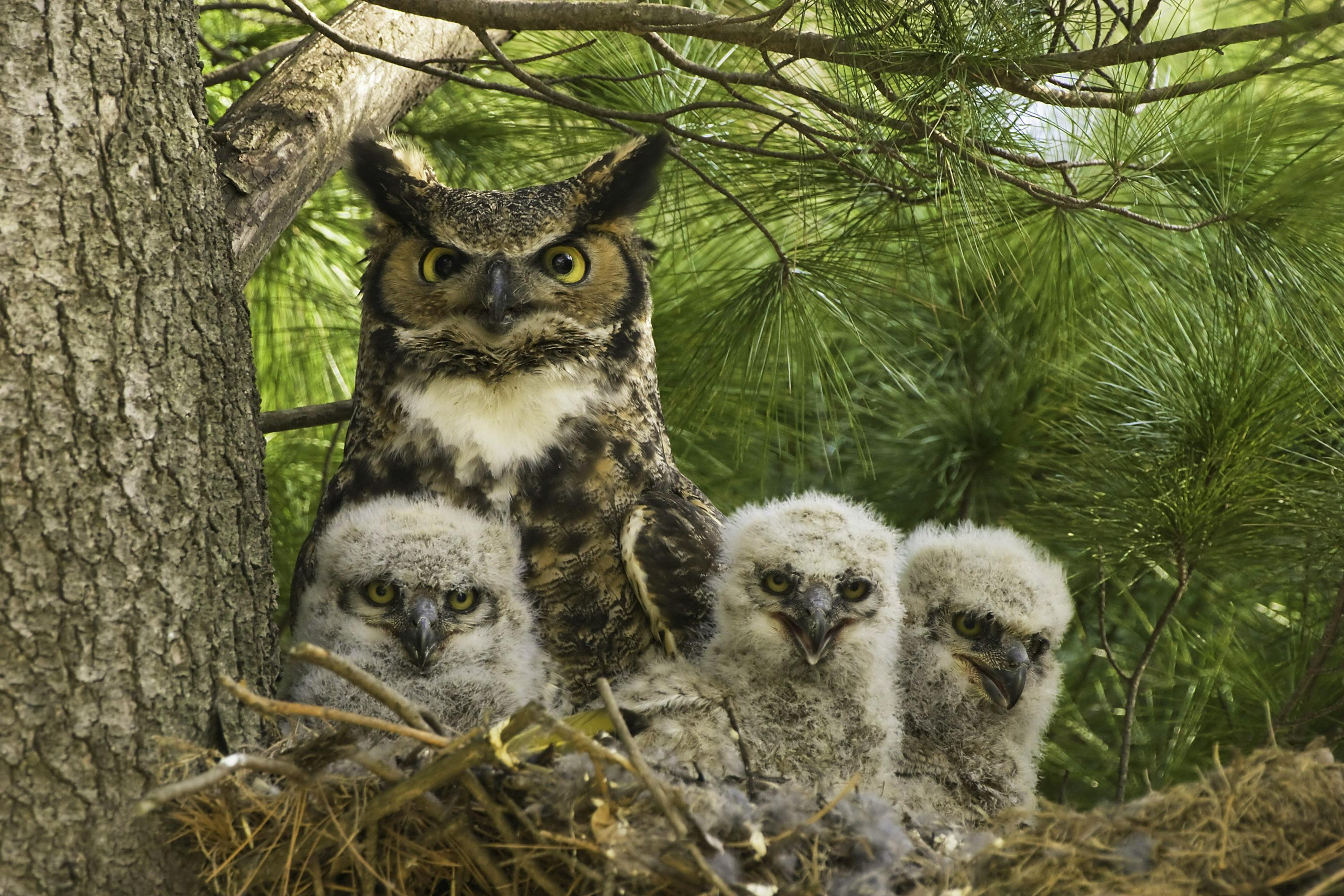 Mother Great Horned Owl and Owlets - Rochester Golf and Country Club - Rochester - Minnesota