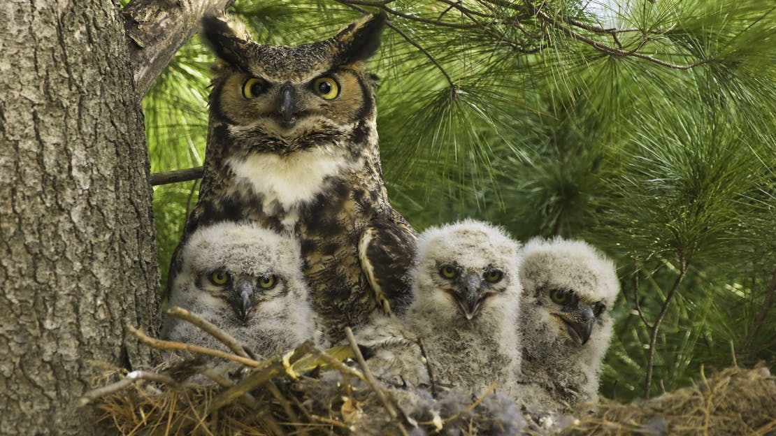 Mother Great Horned Owl and Owlets - Rochester Golf and Country Club - Rochester - Minnesota