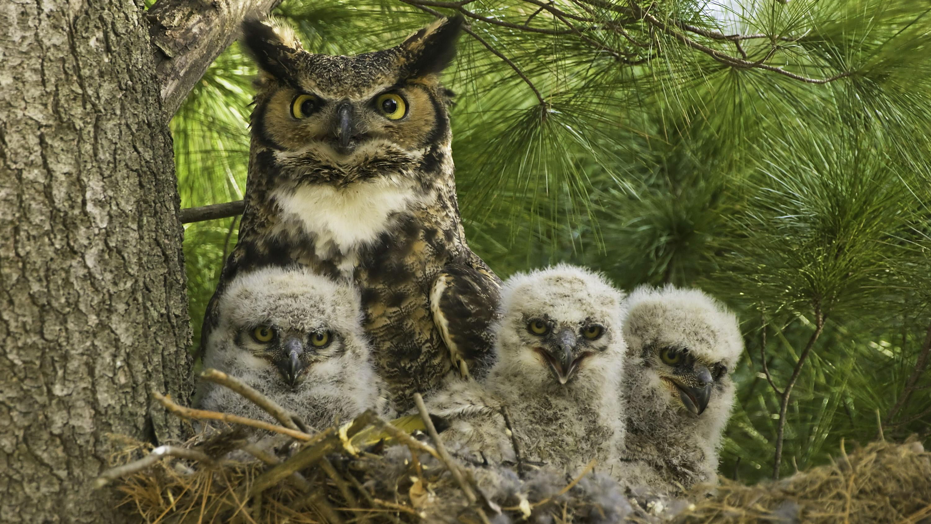 Mother Great Horned Owl and Owlets - Rochester Golf and Country Club - Rochester - Minnesota