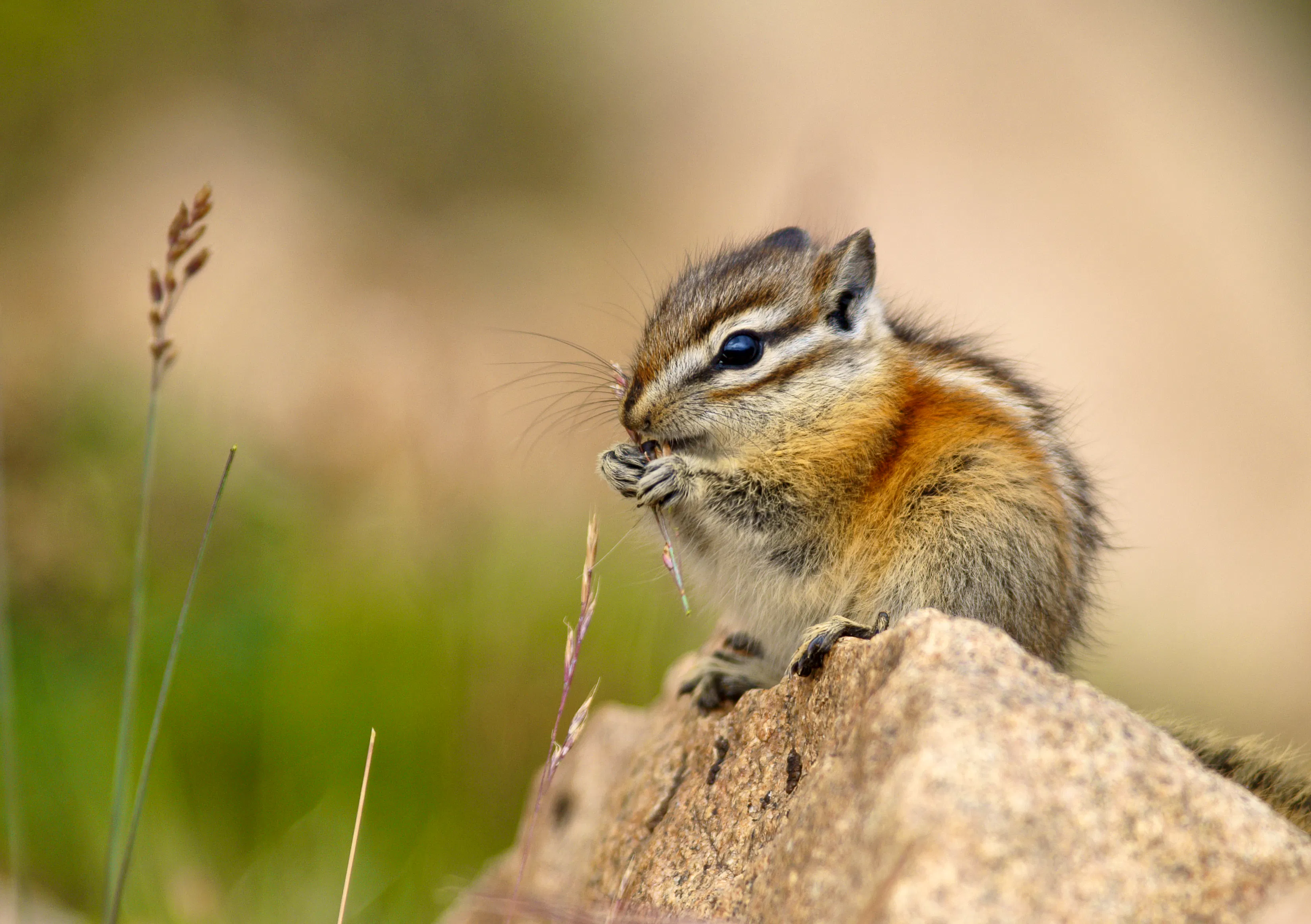 Chipmunk Eating a Seed - Mount Evans - Colorado 