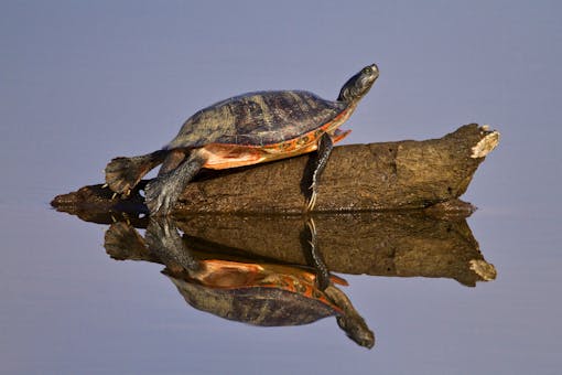 Red-Bellied Turtle - Blackwater National Wildlife Refuge - Maryland