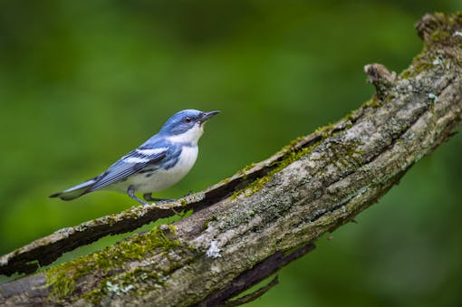 Cerulean Warbler on a Mossy Log