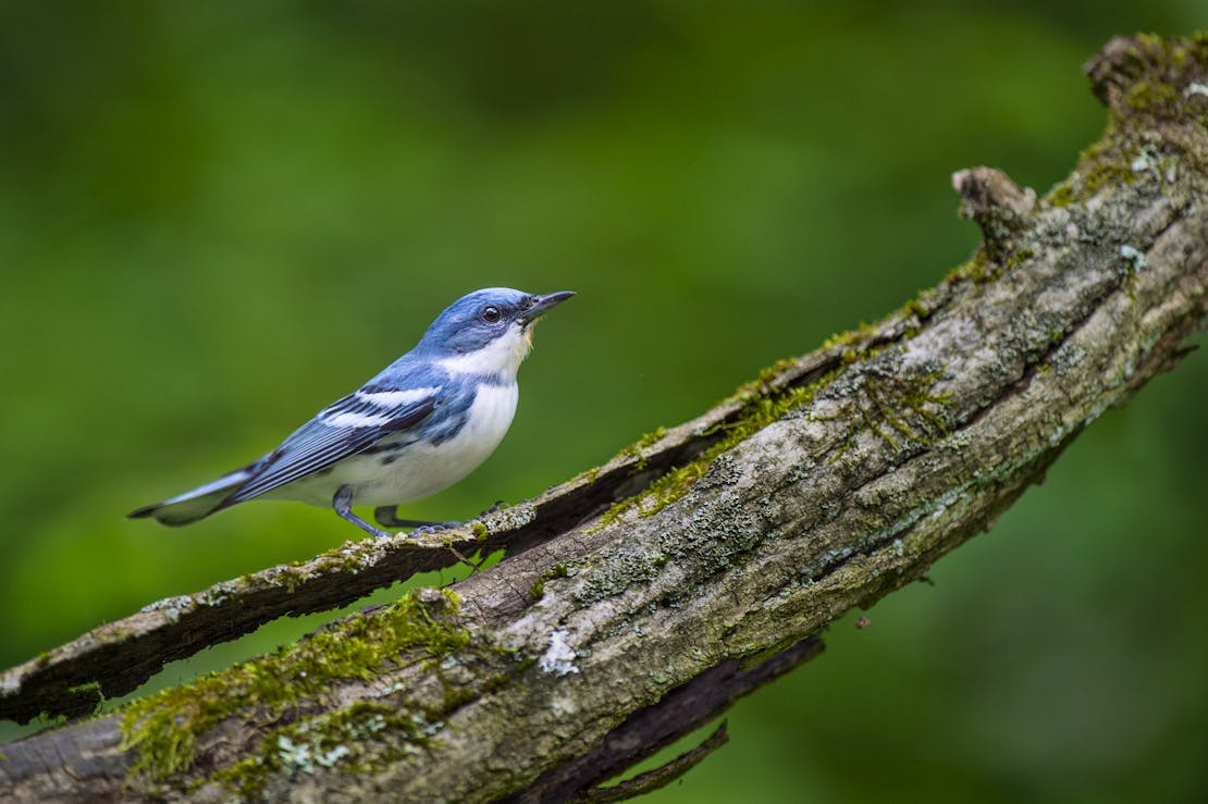 Cerulean Warbler on a Mossy Log