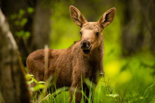 Moose Calf in Forest - Alaska