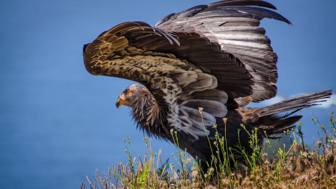 California Condor Take Off - Big Sur - California