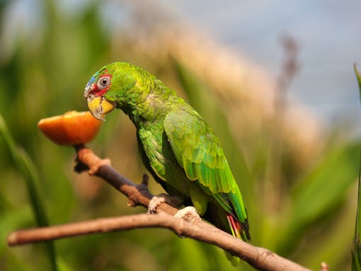 White-Fronted Parrot sitting on branch