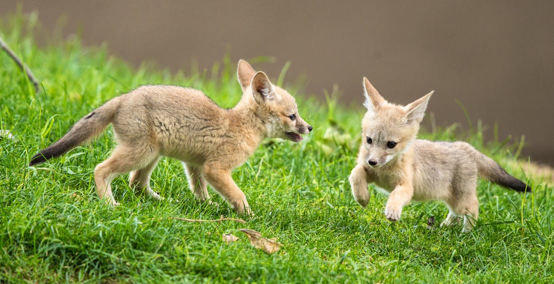 Playing San Joaquin Kit Fox Babies - Kern County - California