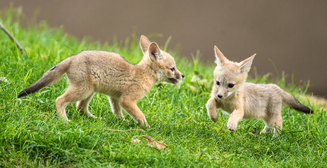 Playing San Joaquin Kit Fox Babies - Kern County - California