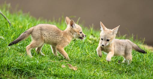 Playing San Joaquin Kit Fox Babies - Kern County - California