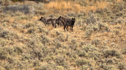 Pack of Gray Wolves - Yellowstone National Park - Wyoming