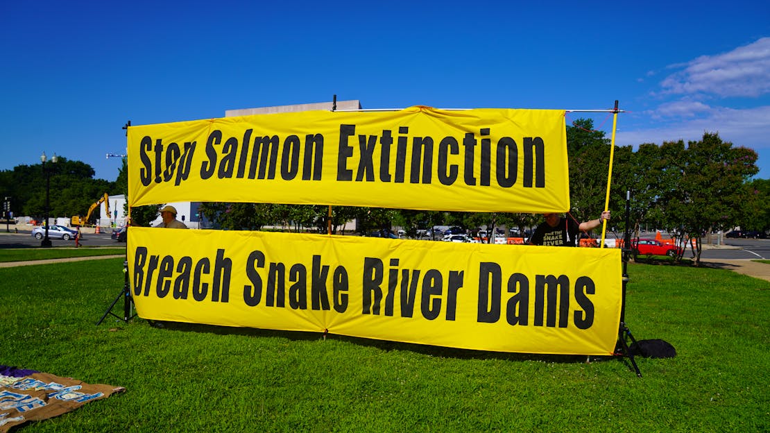 Stop Salmon Extinction Sign - Salmon Orca Rally