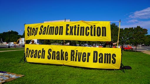 Stop Salmon Extinction Sign - Salmon Orca Rally