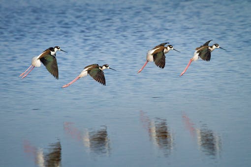 Black-Necked Stilt - Kern National Wildlife Refuge - California