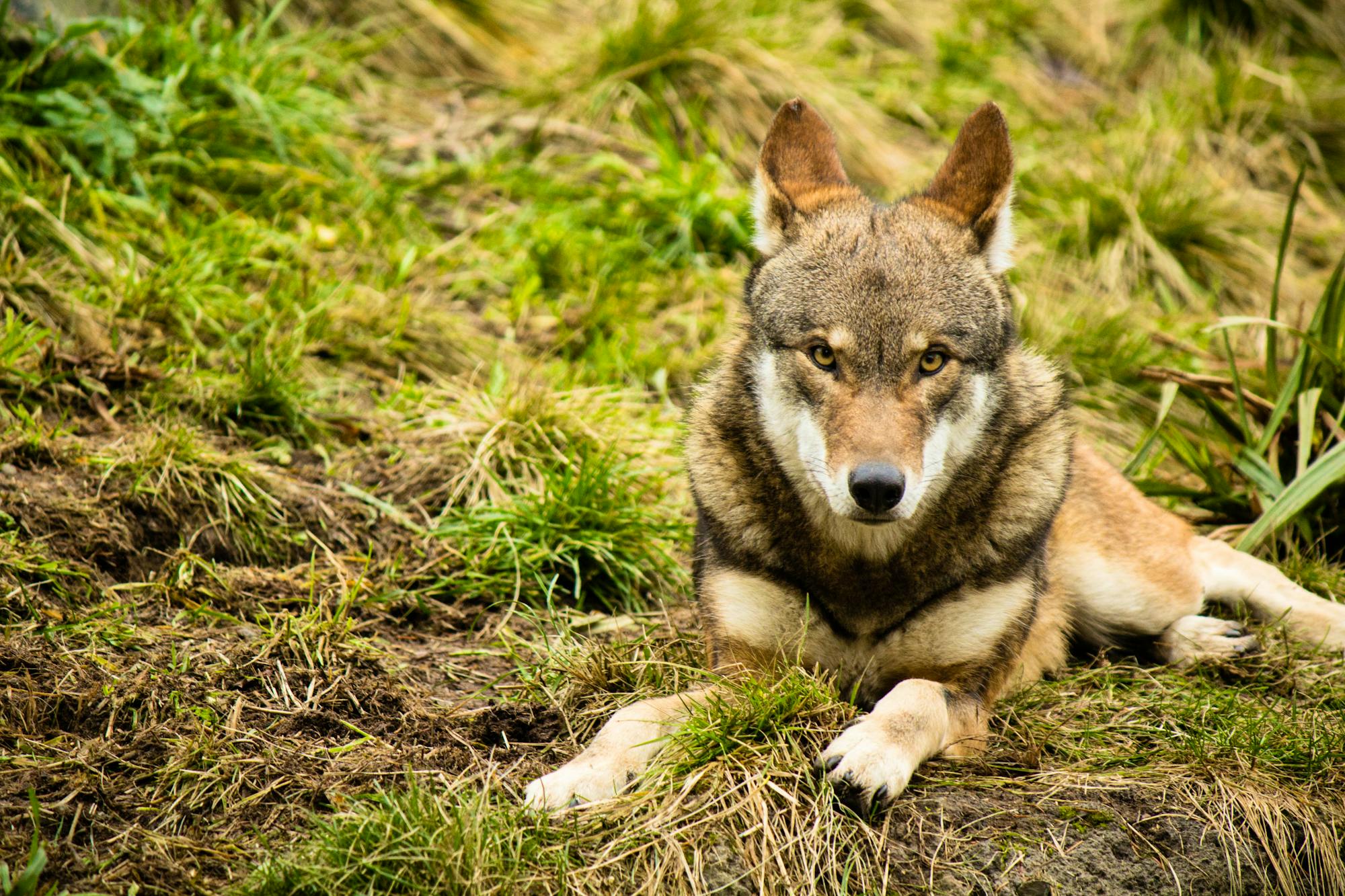 Red Wolf Lounging in the Grass 