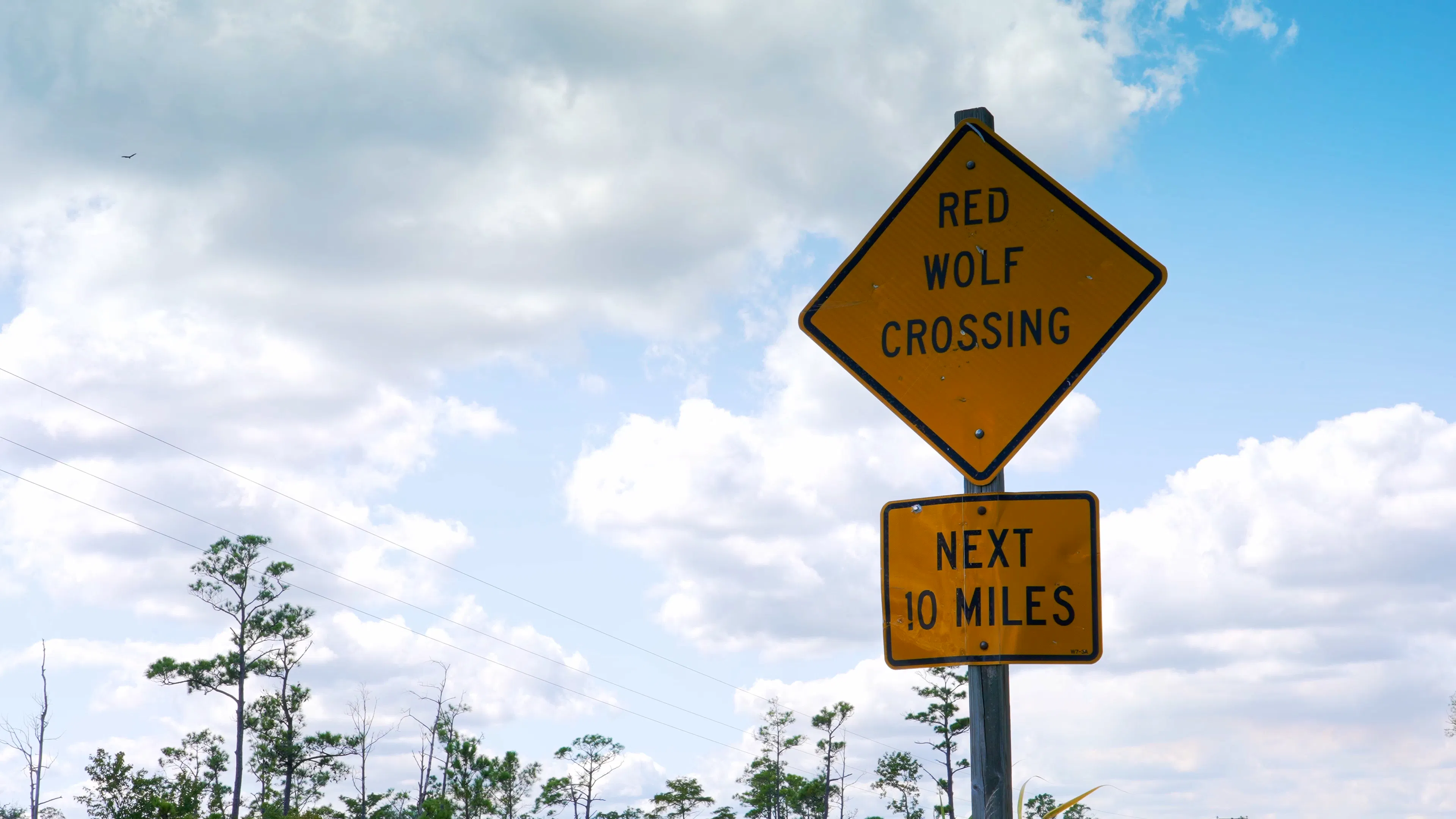 Red Wolves - Red Wolf crossing sign