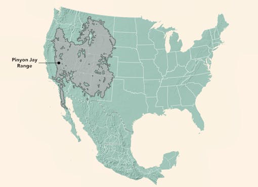 Pinyon Jay Range Map