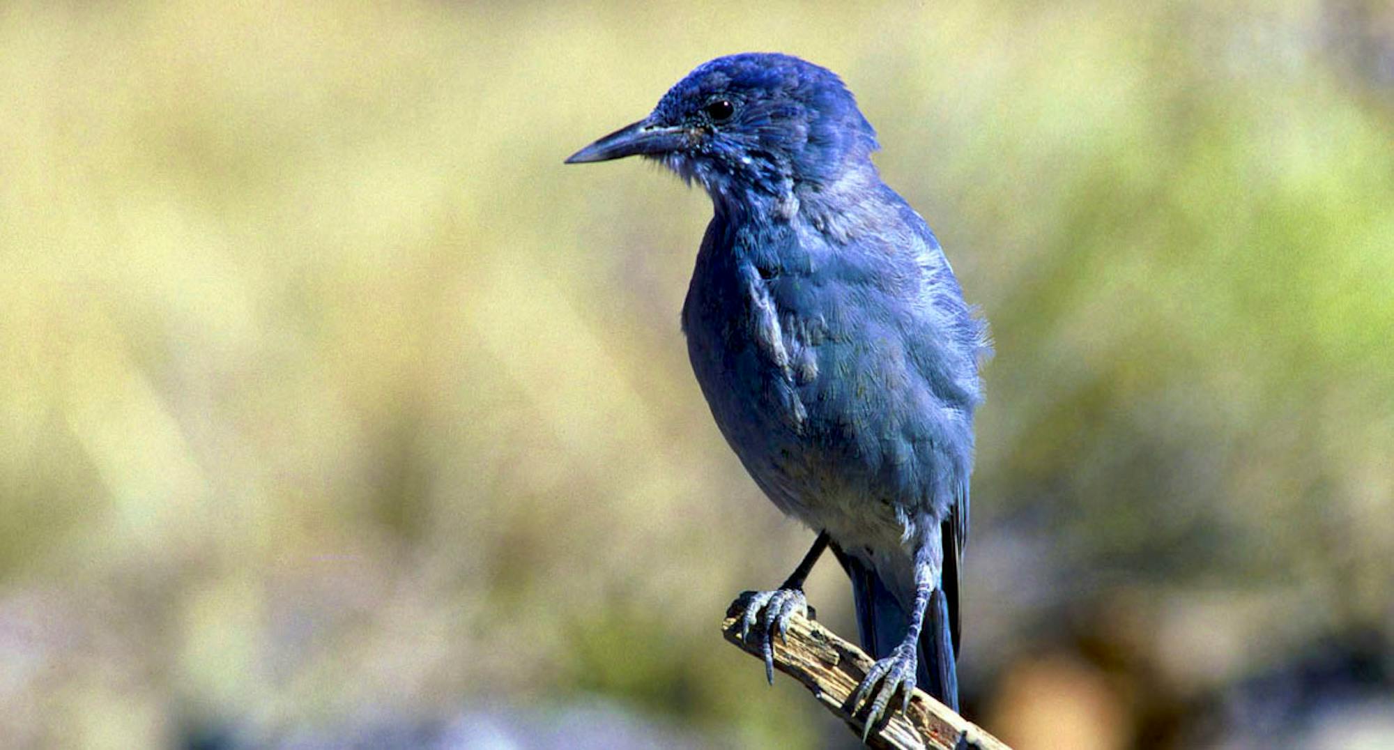 Pinyon Jay