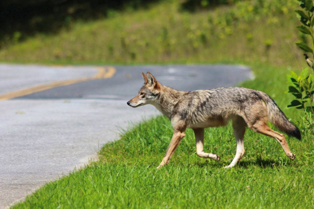 coyote-crossing