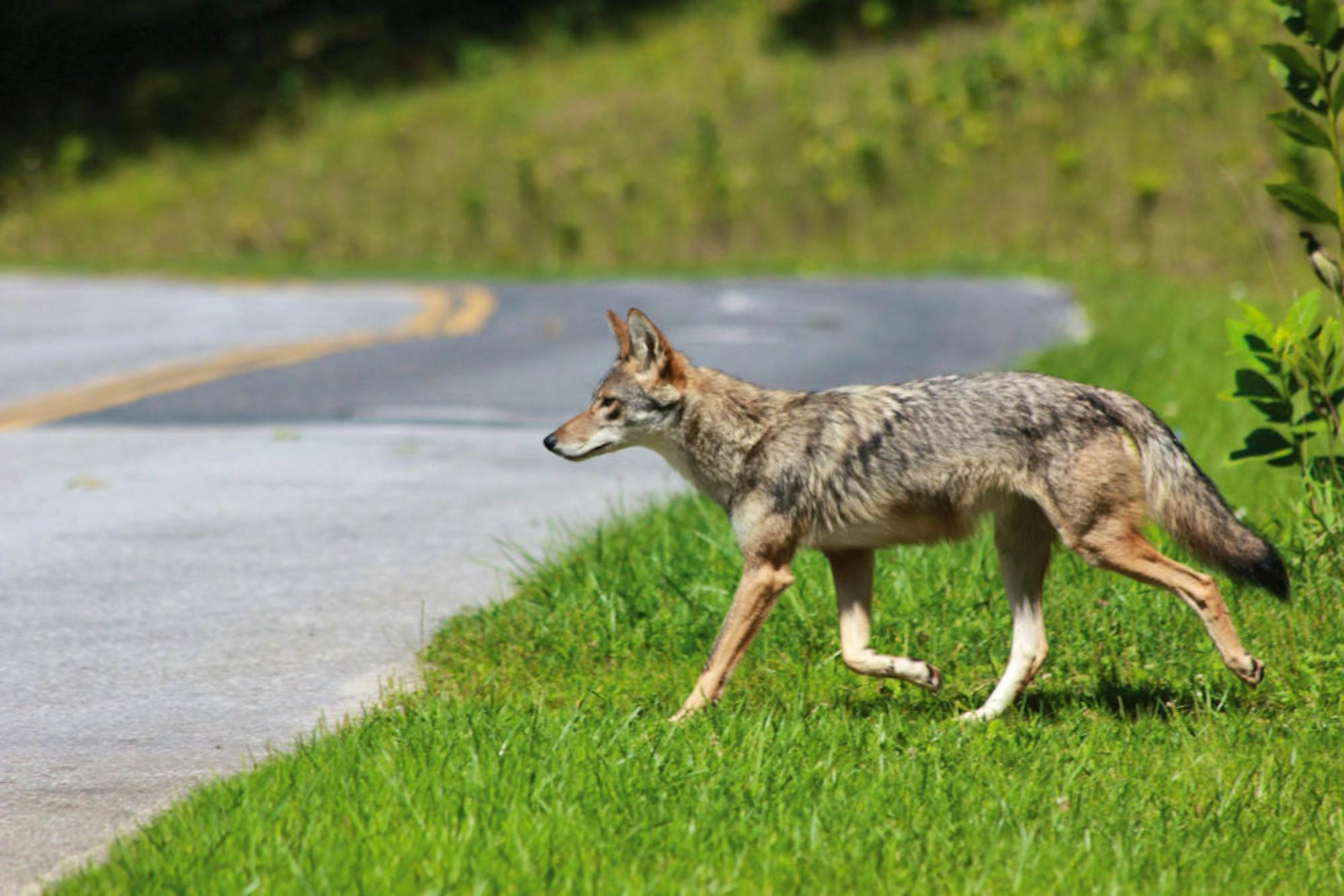 coyote-crossing