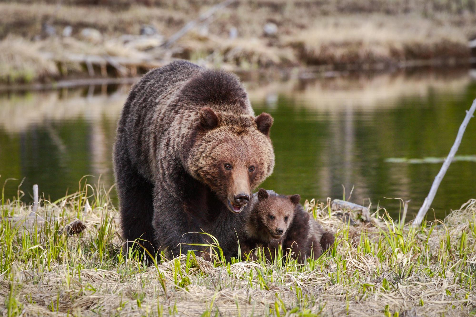 Mother Grizzly Bear with Cub - North Twin Lakes - Oregon