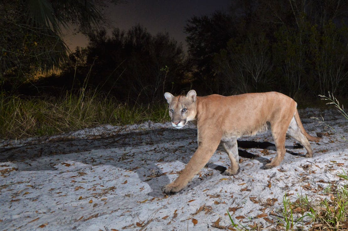 Florida Panther Walking at Night 