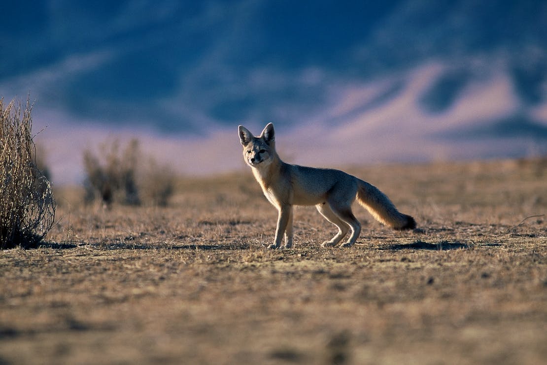 San Joaquin Kit Fox - Population Survey - Carrizo Plain National Monument - California