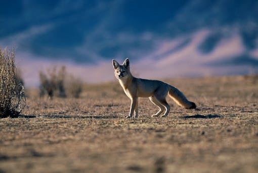 San Joaquin Kit Fox - Population Survey - Carrizo Plain National Monument - California