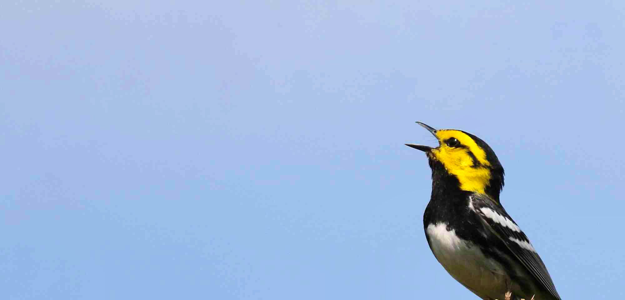 Golden-cheeked warbler