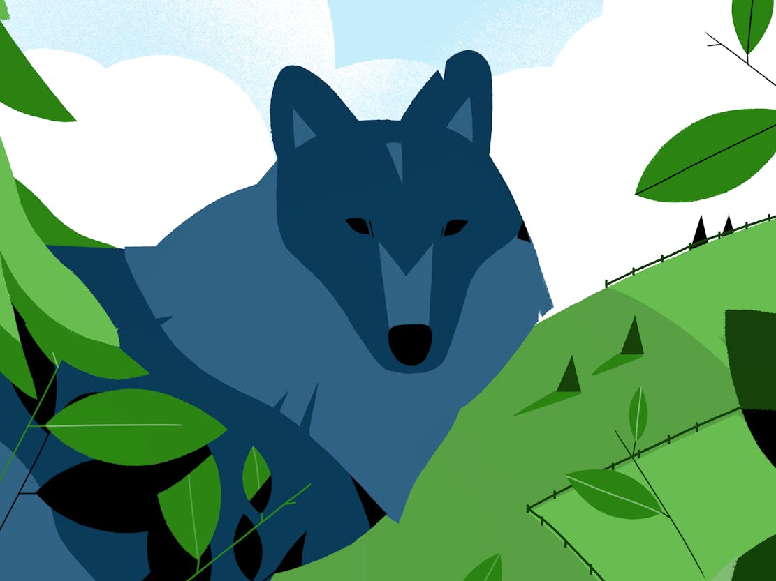 Vote4Wildlife2022-GrayWolf