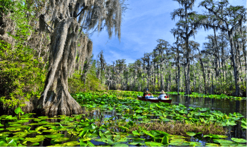 Okefenokee kayaking