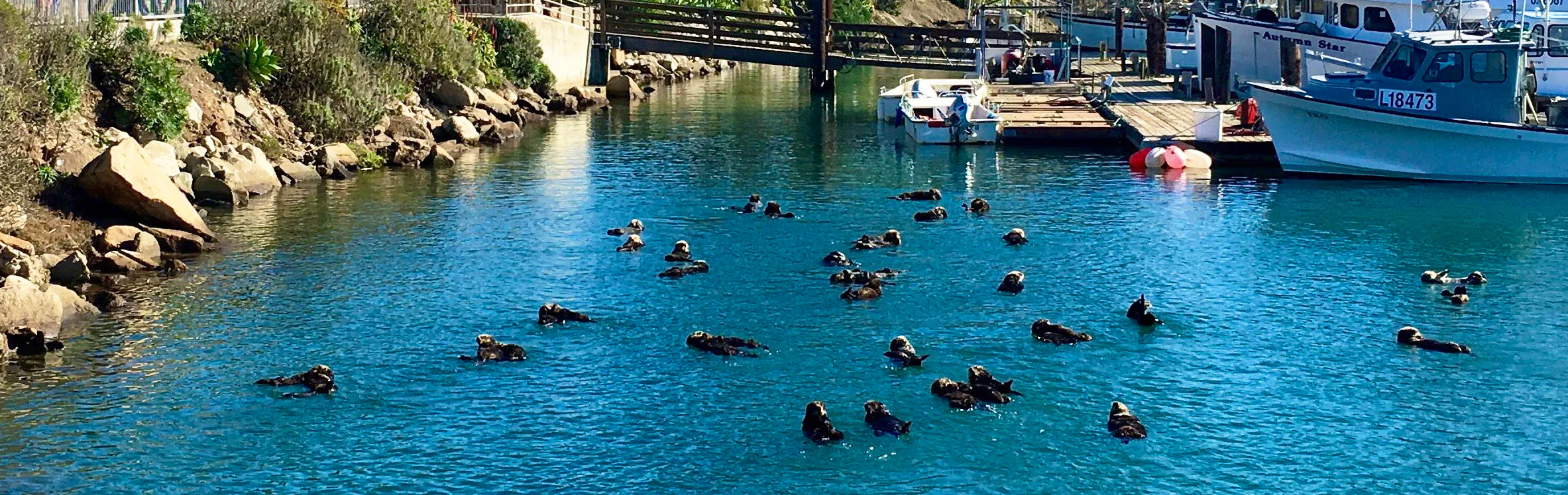Sea otters in Morro Bay