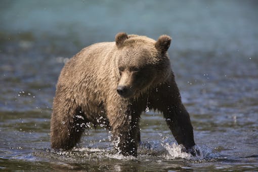 Kenai Brown Bear in the Water