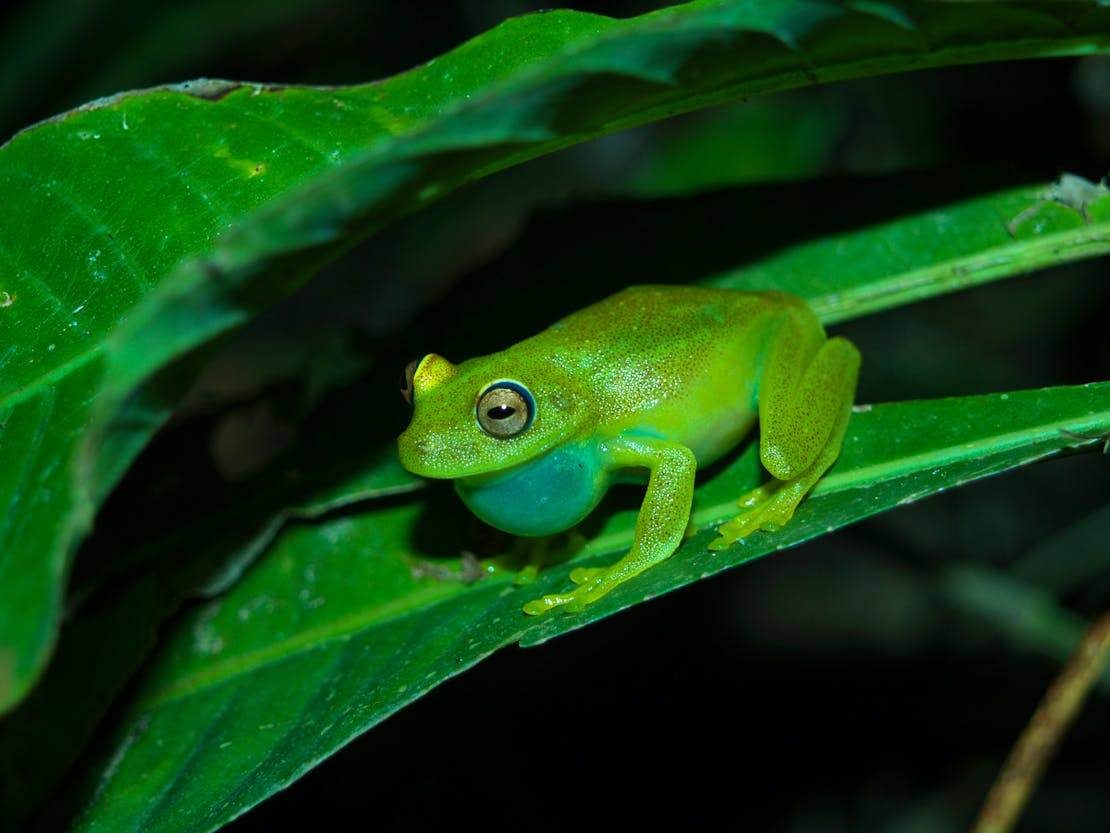 Emerald Glass Frog Chirping - Sianbal - San Martin Province - Peru