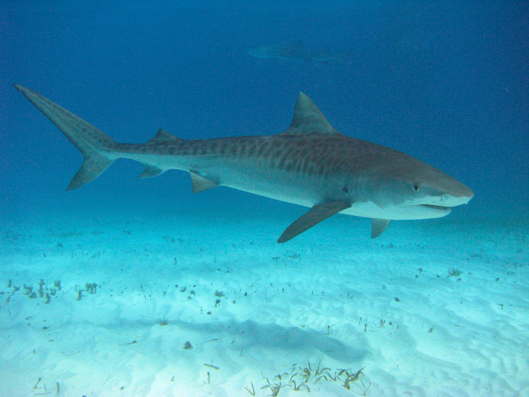 Pair of Tiger Sharks Swimming - The Bahamas