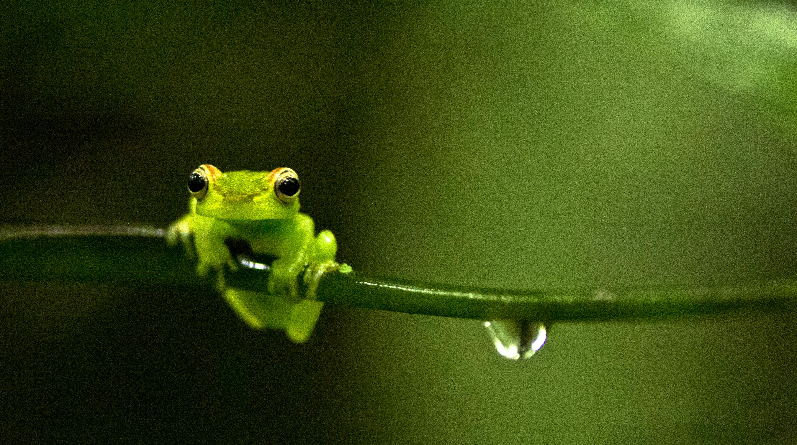 Emerald Glass Frog on Branch - Costa Rica
