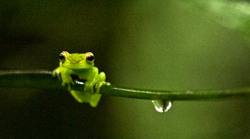 Emerald Glass Frog on Branch - Costa Rica