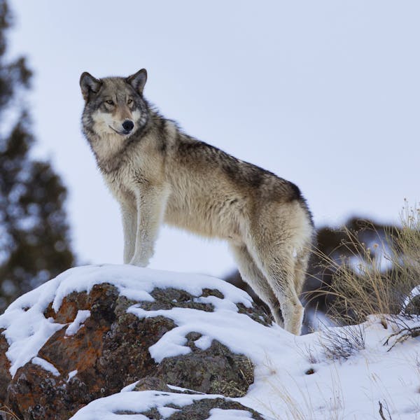 Regal Gray Wolf - Canyon Pack - Yellowstone National Park - Wyoming 