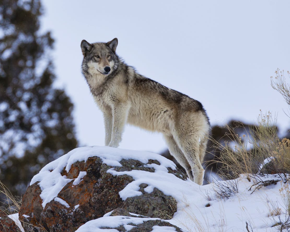 Regal Gray Wolf - Canyon Pack - Yellowstone National Park - Wyoming