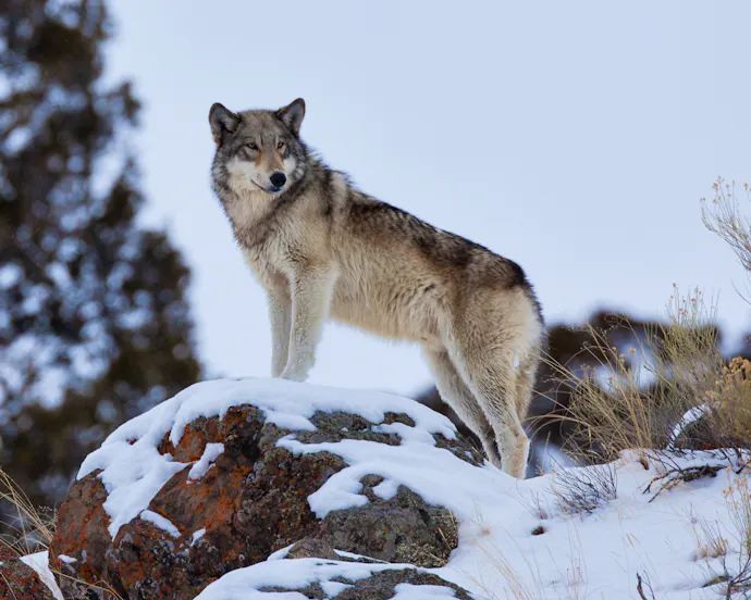 It's Time to End the War on Wolves in the Northern Rockies | Defenders ...