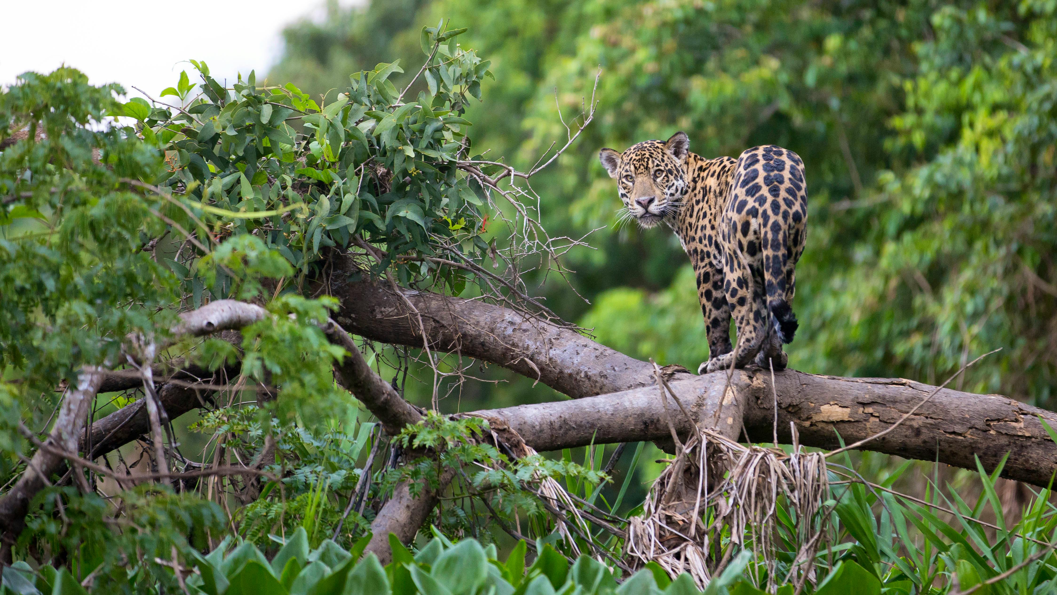 Jaguar on a Branch in the Forest - Brazilian Pantanal - Brazil