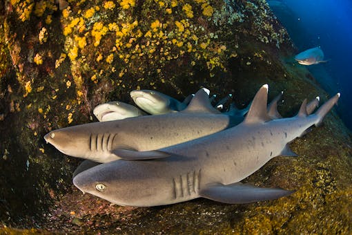 Group of Oceanic Whitetip Sharks - Revillagigedo Islands - Mexico