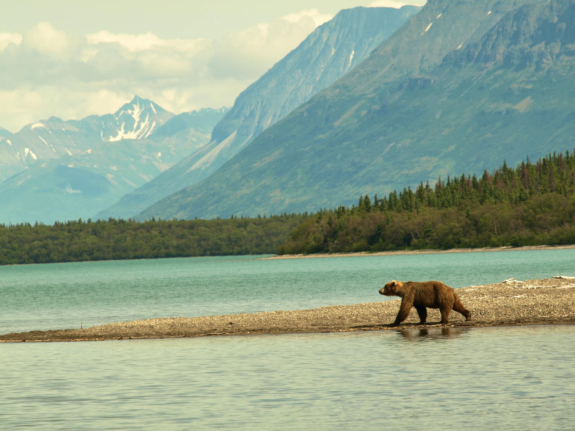 Wandering Brown Bear on Spit - Naknek Lake