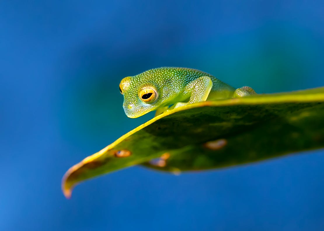 Granular Glass Frog - Costa Rica